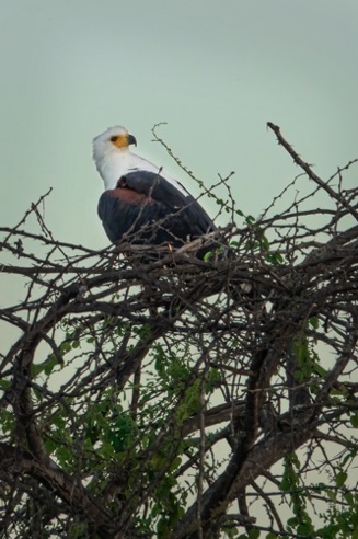 African Fish Eagle