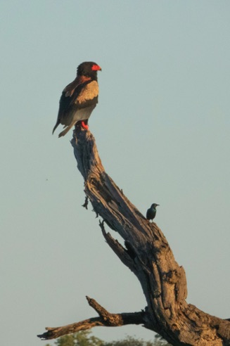 Bateleur