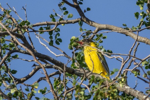 Black-Headed Oriole