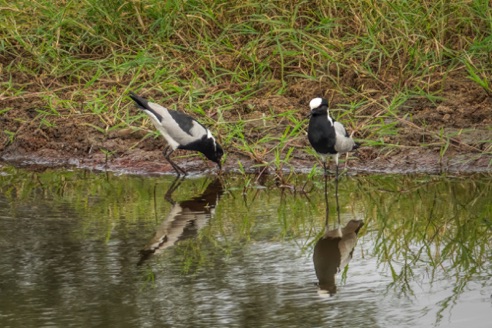 Blacksmith Lapwing