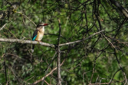 Brown-Hooded Kingfisher