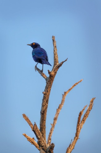 Cape Glossy Starling