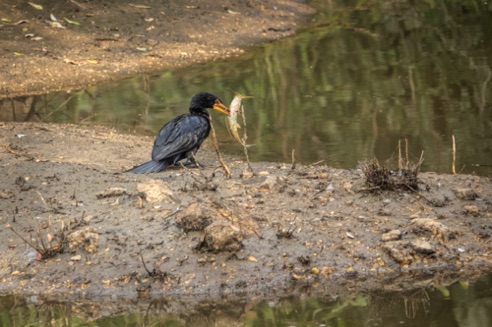 Darter with speared fish