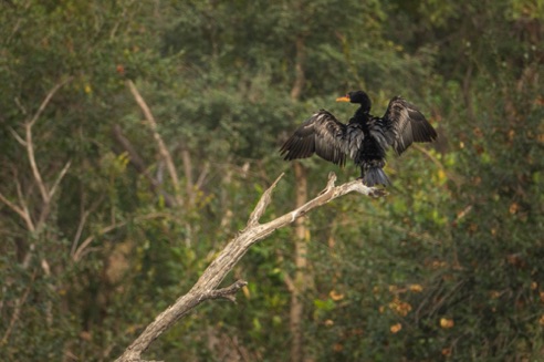 Darter drying wings after meal