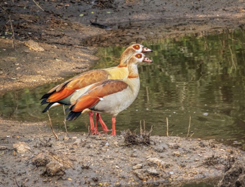 Egyptian geese