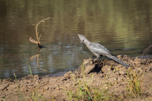 Grey Go-Away Bird