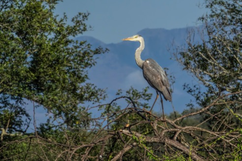 Grey Heron