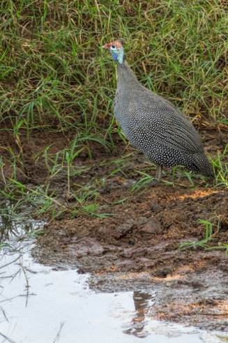 Guinea Fowl