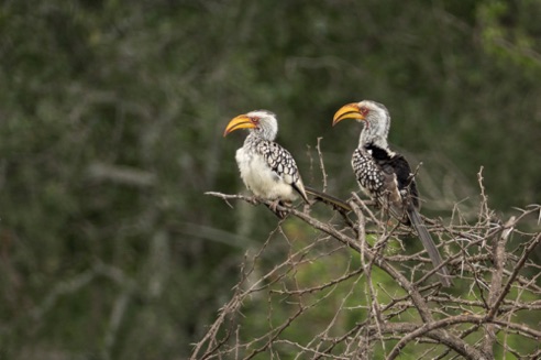 Hornbills