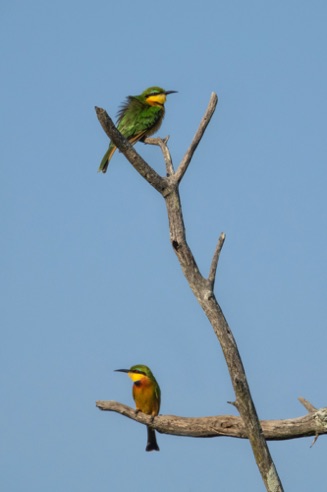 Little Bee Eaters