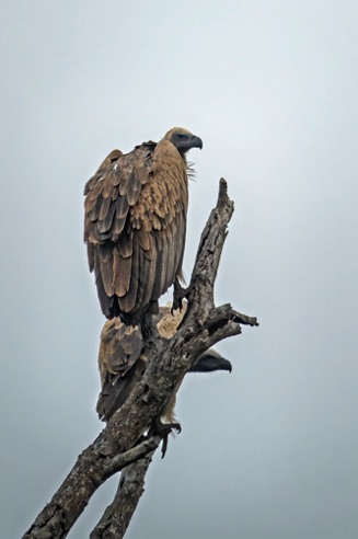 White-Backed Vultures