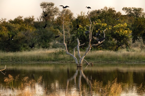 Wooly Necked Storks