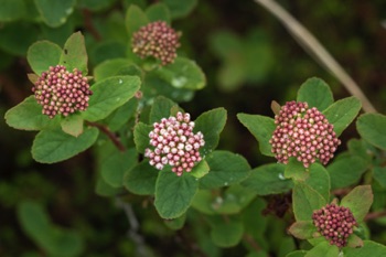 Alaska Spirea • Spirea Beauveridiana