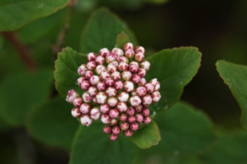 Alaska Spirea • Spirea Beauveridiana