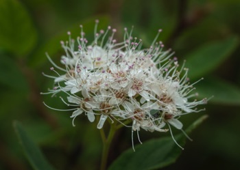 Alaska Spirea • Spirea Beauveridiana