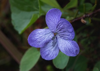 Alaska Violet • Viola Langsdorfii Alaska Violet • Viola Langsdorfii