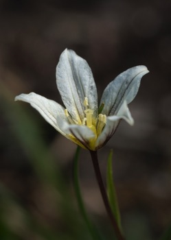 Alp Lily • Lloyd serotina Alp Lily • Lloyd serotina