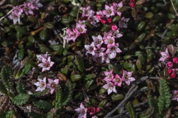 Alpine Azalea • Loiseleuria procumbens Alpine Azalea • Loiseleuria procumbens