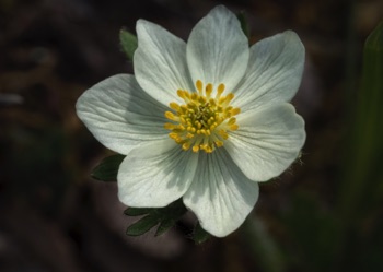Anemone • Anemone sp. Anemone • Anemone sp.