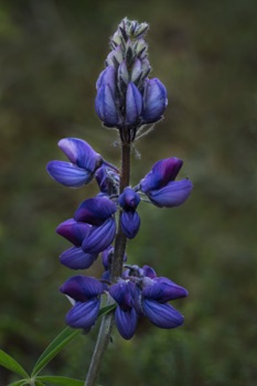 Arctic Lupine • Lupinus arcticus Arctic Lupine • Lupinus arcticus