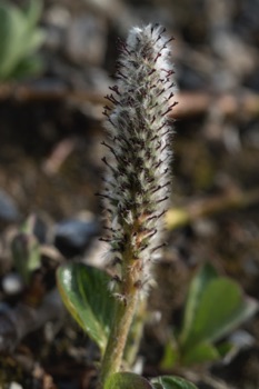 Arctic Willow • Salix arctica Arctic Willow • Salix arctica