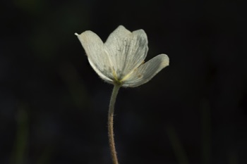 Anemone • Anemone sp. Anemone • Anemone sp.