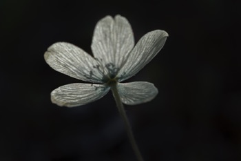 Anemone • Anemone sp. Anemone • Anemone sp.