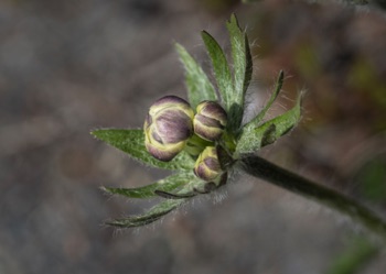 Mystery flower