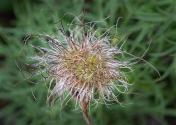 Avens Seedhead • Dryas sp. Avens Seedhead • Dryas sp.