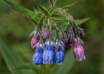 Bluebells • Mertensia paniculata Bluebells • Mertensia paniculata