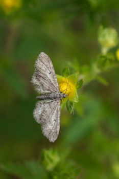 Butterfly Butterfly