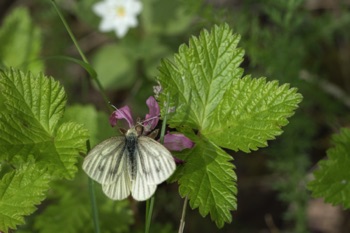 Butterfly on Nagoonberry Butterfly on Nagoonberry