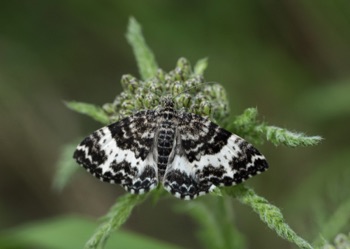 Butterfly Butterfly