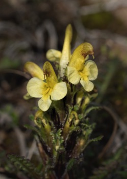 Capitate Lousewort • Pedicularis capitata Capitate Lousewort • Pedicularis capitata