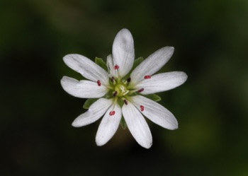 Starwort • Stellaria longipes Starwort • Stellaria longipes