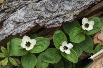 Dwarf Dogwood • Cornus canadensis Dwarf Dogwood • Cornus canadensis