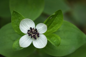 Dwarf Dogwood • Cornus canadensis Dwarf Dogwood • Cornus canadensis