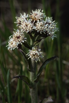 Frigid Coltsfoot • Petasites frigidus Frigid Coltsfoot • Petasites frigidus