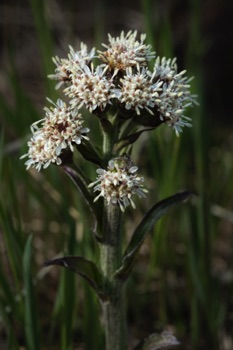 Frigid Coltsfoot • Petasites frigidus