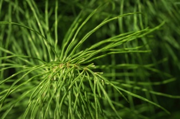 Horsetail Fern • Equisetum sp. Horsetail Fern • Equisetum sp.