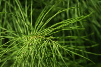 Horsetail Fern • Equisetum sp.