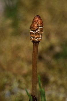 Horsetail Fern • Equisetum sp. Horsetail Fern • Equisetum sp.