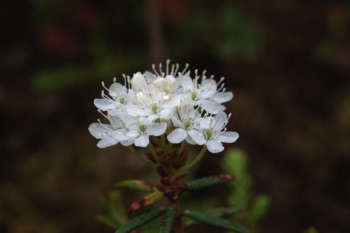 Labrador Tea • Ledum palustris ssp. groenlandicum Labrador Tea • Ledum palustris ssp. groenlandicum