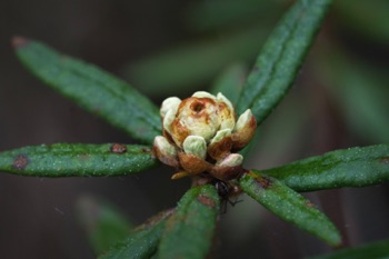 Labrador Tea • Ledum palustris ssp. groenlandicum Labrador Tea • Ledum palustris ssp. groenlandicum