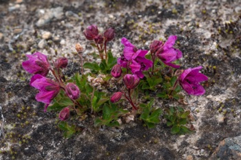 Lapland Rosebay • Rhododendron lappinicum