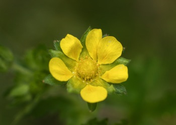 Large Leaf Avens • Geum macropyllum