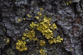 Lichen Lichen