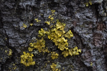 Lichen