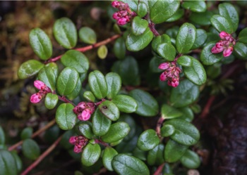 Lingonberry (Low-Bush Cranberry) • Vaccinium vitas idaea Lingonberry (Low-Bush Cranberry) • Vaccinium vitas idaea