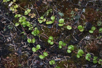 Lingonberry • Vaccinium vitas idaea Lingonberry • Vaccinium vitas idaea
